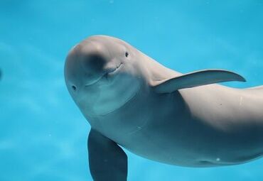 世界遺産＜宮島内＞にある水族館です♪
館内にはシンボルとなっている"スナメリ！
"非日常"空間でレ��アバイトしませんか★