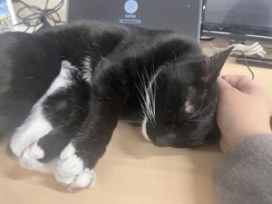 ねこちゃんが職場にいて癒される♪
大手企業で正社員になれる可能性も◎
賞与もあり♪厚い福利厚生◎