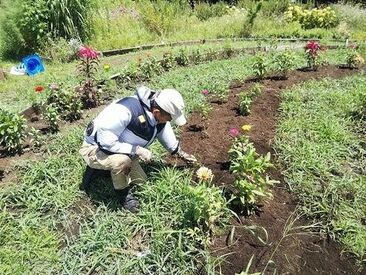 お仕事をしながら季節を楽しむ
自然に囲まれながら身体を動かすのは心地いいですよ♪
週3～で無理なく働けます