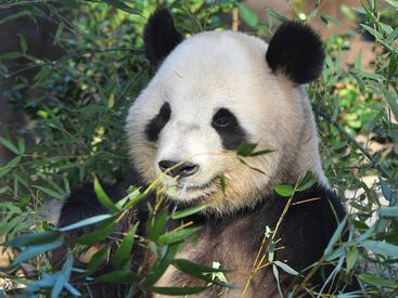 ＼お客様の思い出はココから／
動物園に欠かせない【チケット販売】や
案内所での業務などをお任せします☆*