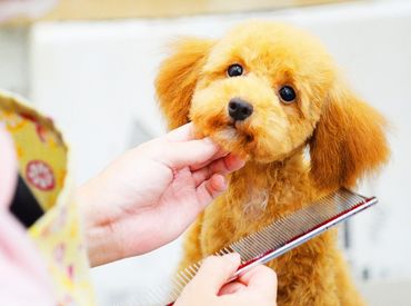 お客様にお迎えいただいた後も
トリミング等のお世話で再会することも！
ワンちゃん・ネコちゃんの成長を見守れるやりがいあり◎