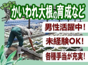 ＼未経験の方大歓迎／
当社はお客さまに安全・安心な野菜をお届けすることを心がけてます！
やりがいを感じられるお仕事です◎