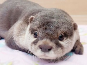 「毎日動物と触れ合えたらいいのに…」
そんな"動物好き"さんの夢を叶えます！
お客様とのコミュニケーションも楽しめる♪