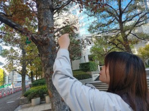 緑地管理のお手入れです☆*゜
未経験スタートの方がほとんど！
知識がなくても仕事の中で学べます♪