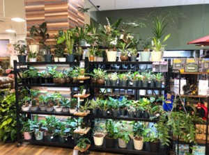 じっとしている仕事より植物に囲まれた働き方をしたい方におすすめ◎