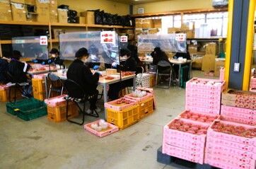 温度管理されたキレイな建物内で
「座って作業」できるから体力も不要♪
集中してモクモク仕分け…
楽しくてハマっちゃいます!!!