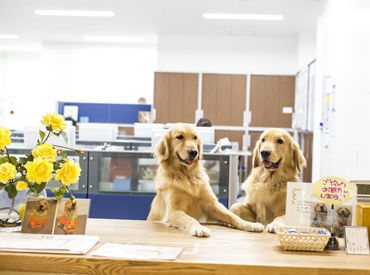 全国的にも珍しいセラピー犬と働ける職場♪
犬の癒し効果は、
科学的にも証明されているんですよ◎