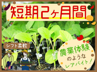 4月下旬までのレアバイト♪*
野菜の苗の接木・出荷補助スタッフ大募集！