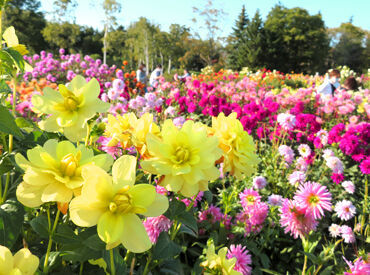 開花したての花を真っ先に見られるのがこの仕事の醍醐味です♪
カラフルで生命力あふれる姿に癒されますよ◎