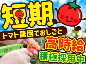 トマトの育成補助のお仕事♪
簡単業務で、覚えやすい♪
幅広い方が大活躍中♪