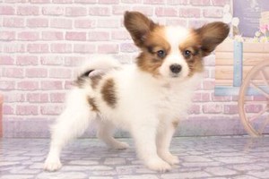 ＼接客・販売経験は不問／
ワンちゃん・ねこちゃん好きの方へ◎
”好き”を活かしてとして当店で働いてみませんか？