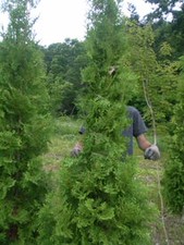 写真のような枝巻き作業をお任せ！
一から丁寧にお教えしますので、初めての方もご安心ください♪