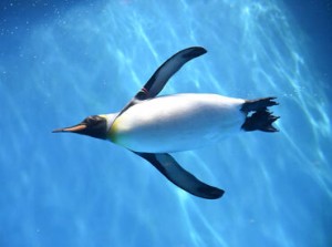 ＜水族館や海の生き物が好きな方必見!!＞
現在は20～30代のスタッフが中心に活躍中！
可愛い生き物たちに囲まれて働けるお仕事