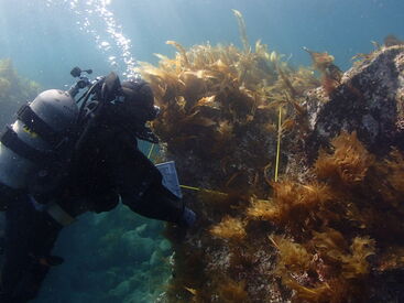 水質や生物調査を通して「海を守る」側面もあるお仕事。
言わば「海の守護神」、そんなやりがいが感じられます！
※イメージ画像