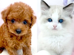 ワンちゃん・ネコちゃんの可愛い姿に癒される場面も★
「犬や猫と触れ合うのが好き」という方にピッタリなお仕事です！