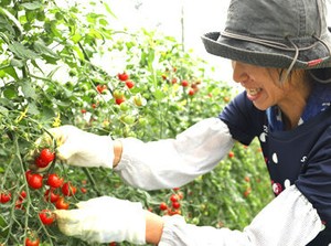 主婦さん、シニア世代も活躍中♪
苗植え、ハウス設営の手伝い、除草など…。
未経験から出来るシンプルなお仕事がメインです！
