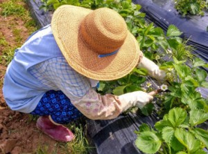 未経験OK◎シフトの希望も可能！
広いビニールハウス内での作業ですので、天候に左右されずお仕事可能♪
※画像はイメージです