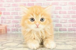 ＼接客・販売経験は不問／
ワンちゃん・ねこちゃん好きの方へ◎
”好き”を活かして正社員として
当店で働いてみませんか？