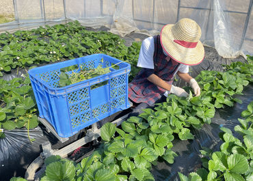 いちごの香りに包まれて、
毎日がフルーツフェスティバル！