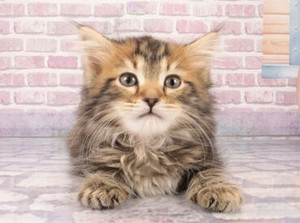 自分のスキルアップもできる環境♪
確かな技術を持った先輩スタッフが多数いるので
近くで学びながらトリマーとして成長できます