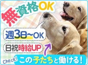 ＜一緒に働くかわいい仲間を紹介!!＞
元気いっぱい！ゴールデンレトリバーは、利用者様と職員に毎日癒しを届けてくれますよ◆