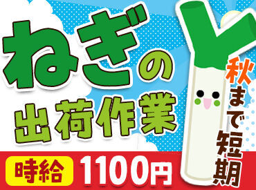 農家さんの愛情がたっぷり詰まったねぎ達を、
スーパーなどに並ぶ姿に
変身させていきます★
未経験OK！モクモク簡単作業♪