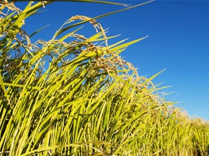 お米農家を回り、お米を集荷！
その後事務所へ戻って降ろすだけ◎
やる事はシンプル&カンタン★
※画像はイメージです。