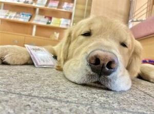 ＜一緒に働くかわいい仲間を紹介!!＞
元気いっぱい！ゴールデンレトリバーは、利用者様と職員に毎日癒しを届けてくれますよ◆