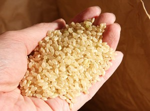 私たちの暮らしに必要不可欠なお米を
各農家から受け入れ、乾燥調製、検査します。
未経験の方、ブランクがある方も大歓迎です。