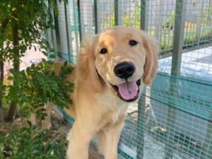 全国的にも珍しいセラピー犬や猫ちゃんと働ける職場♪
利用者さんはもちろん、スタッフも毎日癒しをもらっています◎