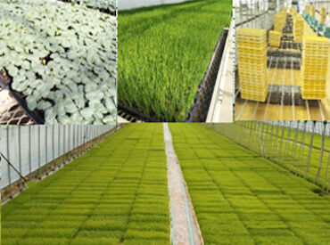 ＜野菜に詳しくなれる＞
野菜の苗を育てて出荷までの業務なので、いろいろ学べて楽しいですよ♪農業に憧れている方にもおすすめ!