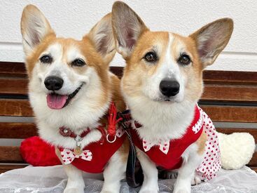 ★未経験者歓迎★
カタいマニュアルはありません◎
愛犬のお話をするのも楽しいです♪