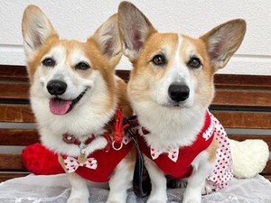 ★フルタイムで働ける方歓迎★
カタいマニュアルはありません◎
お客さんと、愛犬のお話をするのが楽しい♪