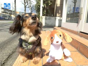 大切なパートナー達の元気をサポート
ワンちゃん・ネコちゃん・etc.
カワイイ動物たちがお客様です♪