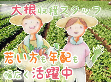 【やりがい抜群！】
大根の洗浄や箱詰め作業など…
男性staff活躍中です♪