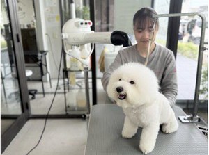 ワンちゃん好きにはたまらない！
トリマーのお仕事◎
せっかくならお持ちの資格を活かしませんか??